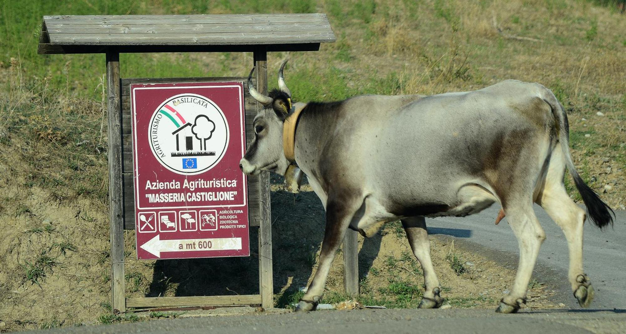Agriturismo Masseria Castiglione Gallicchio 外观 照片